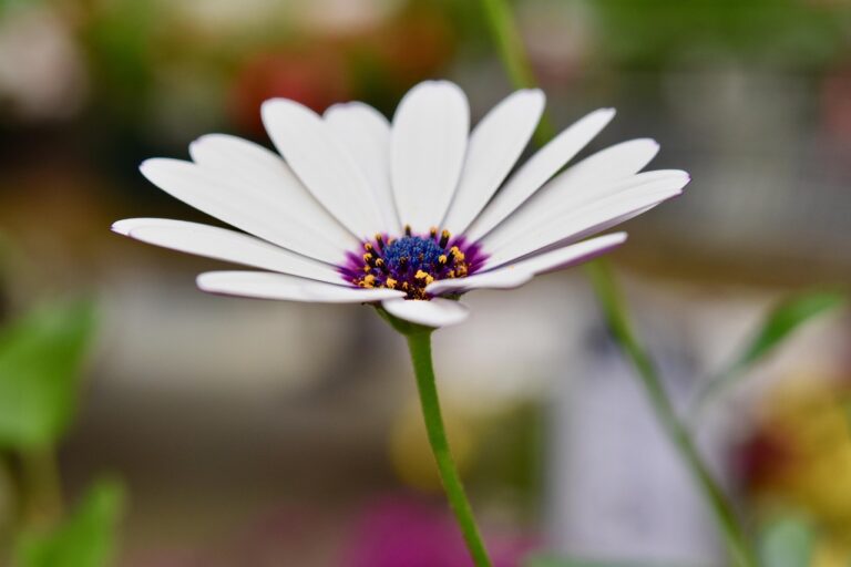 Lire la suite à propos de l’article Pourquoi les produits cosmétiques faits maison?