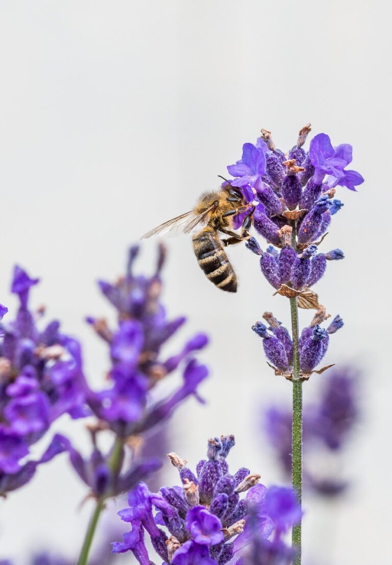 Lire la suite à propos de l’article La douceur par la cire d&rsquo;abeille