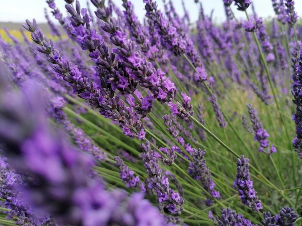 lavander, lavander field, french, purple flower, good smell, fun, sunny, bees, flora, lavander, lavander, lavander, lavander, lavander